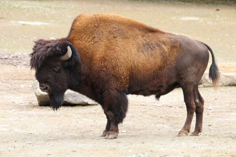 016 bison copy
