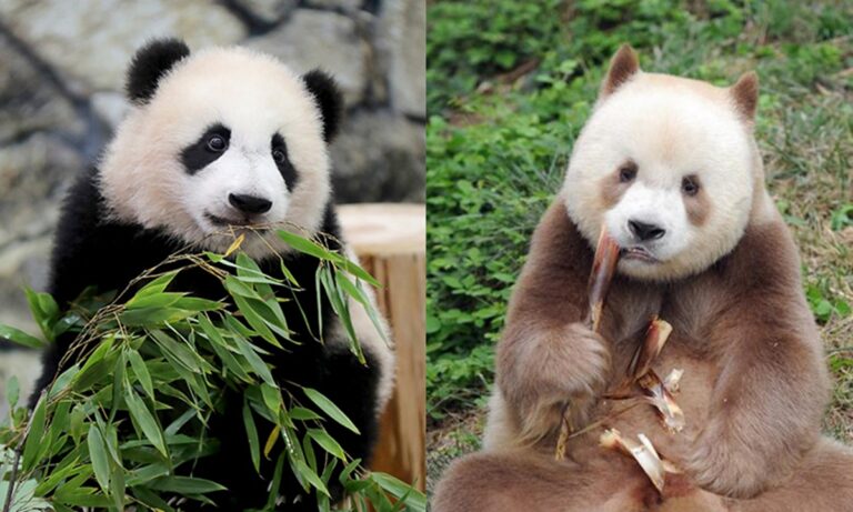 018brown and black panda copy